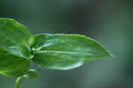 Small-leaf spiderwort